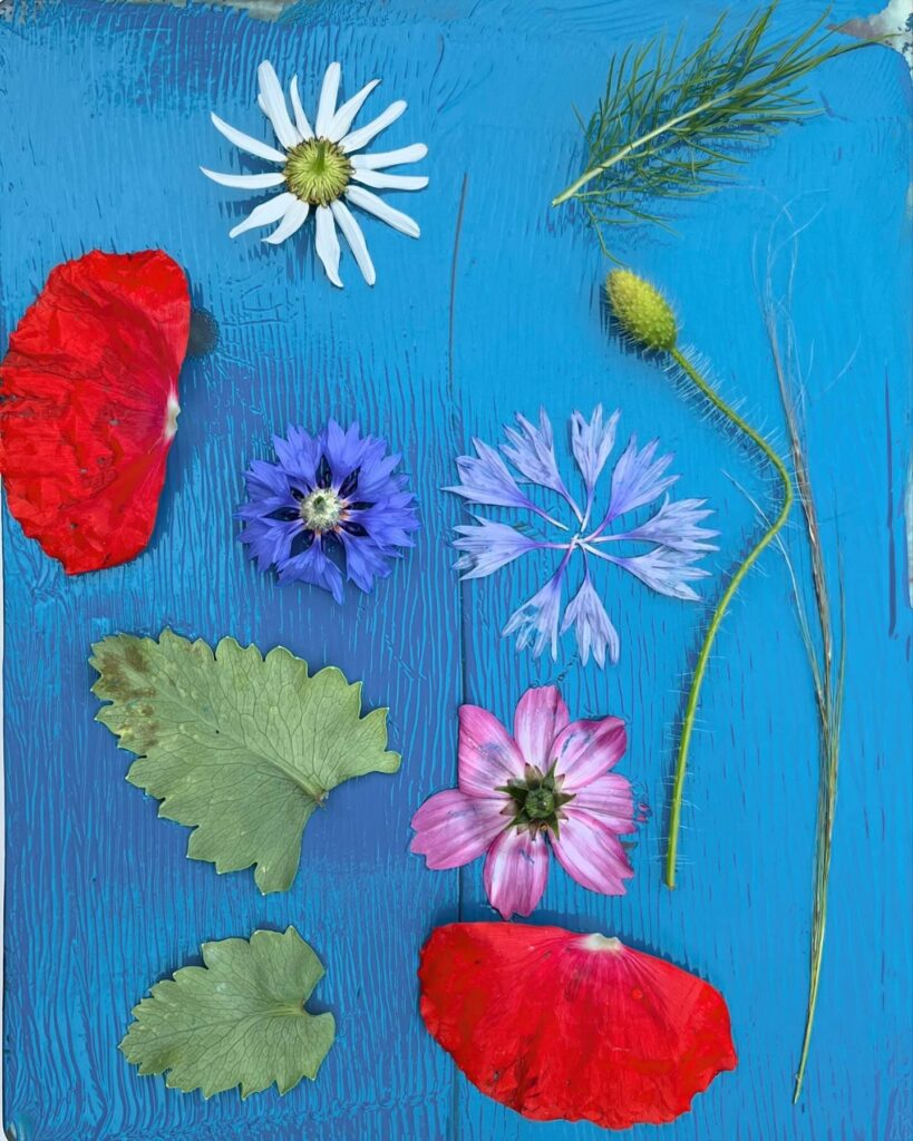 An arrangement of petals, flowers and leaves