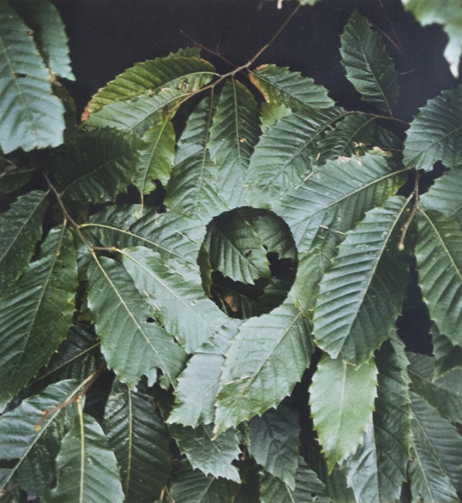 Article image for Caring for the collection | Blog 6: ‘Sweet Chestnut Leaf Hole’, Andy Goldsworthy.